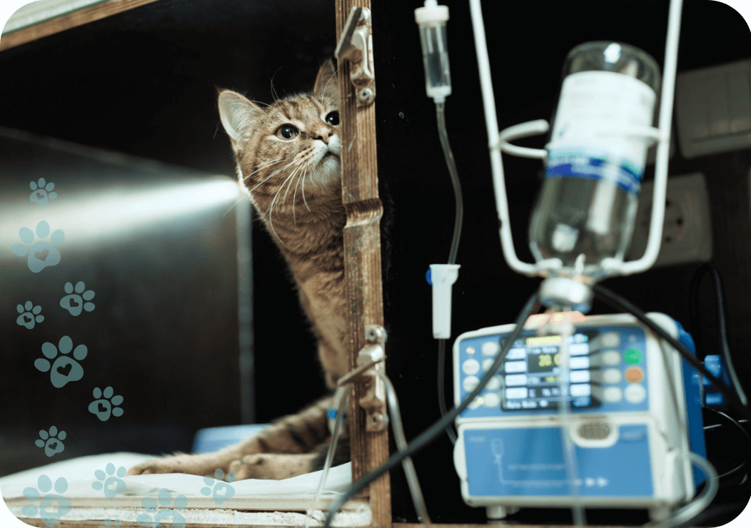 servicio hospital veterinario villanueva del pardillo